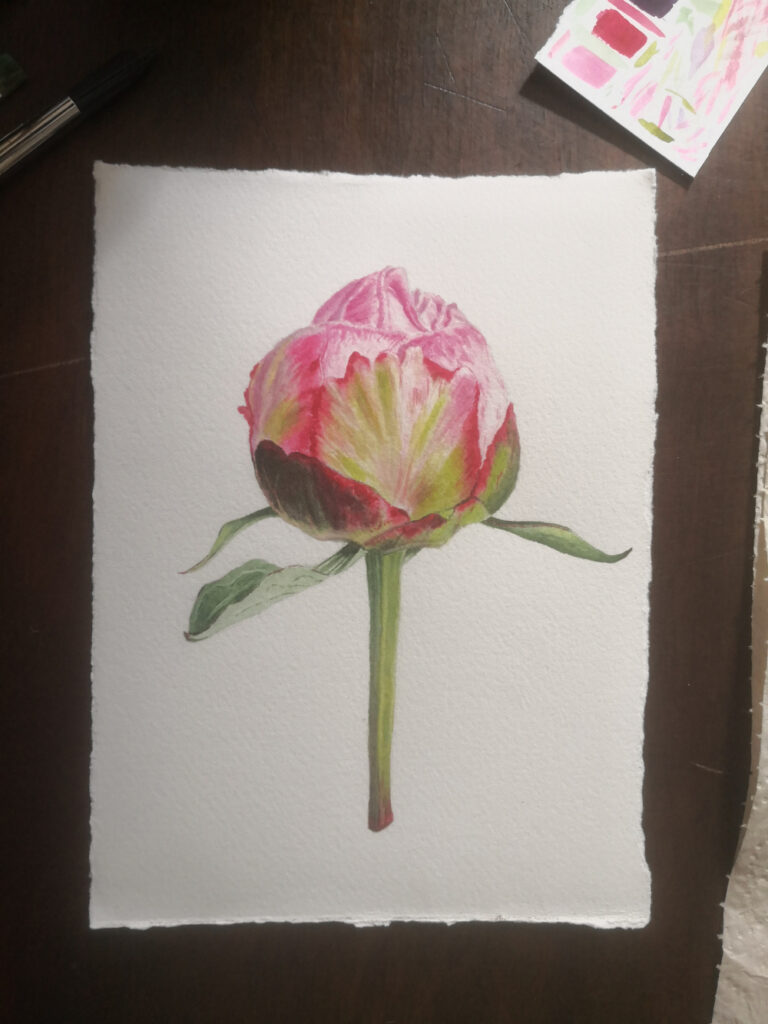 bouton de pivoine à l'aquarelle