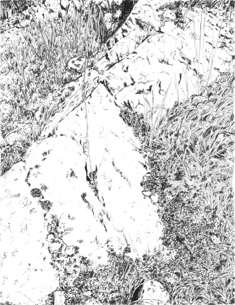 Vue de Provence en noir et blanc : pierre et végétation